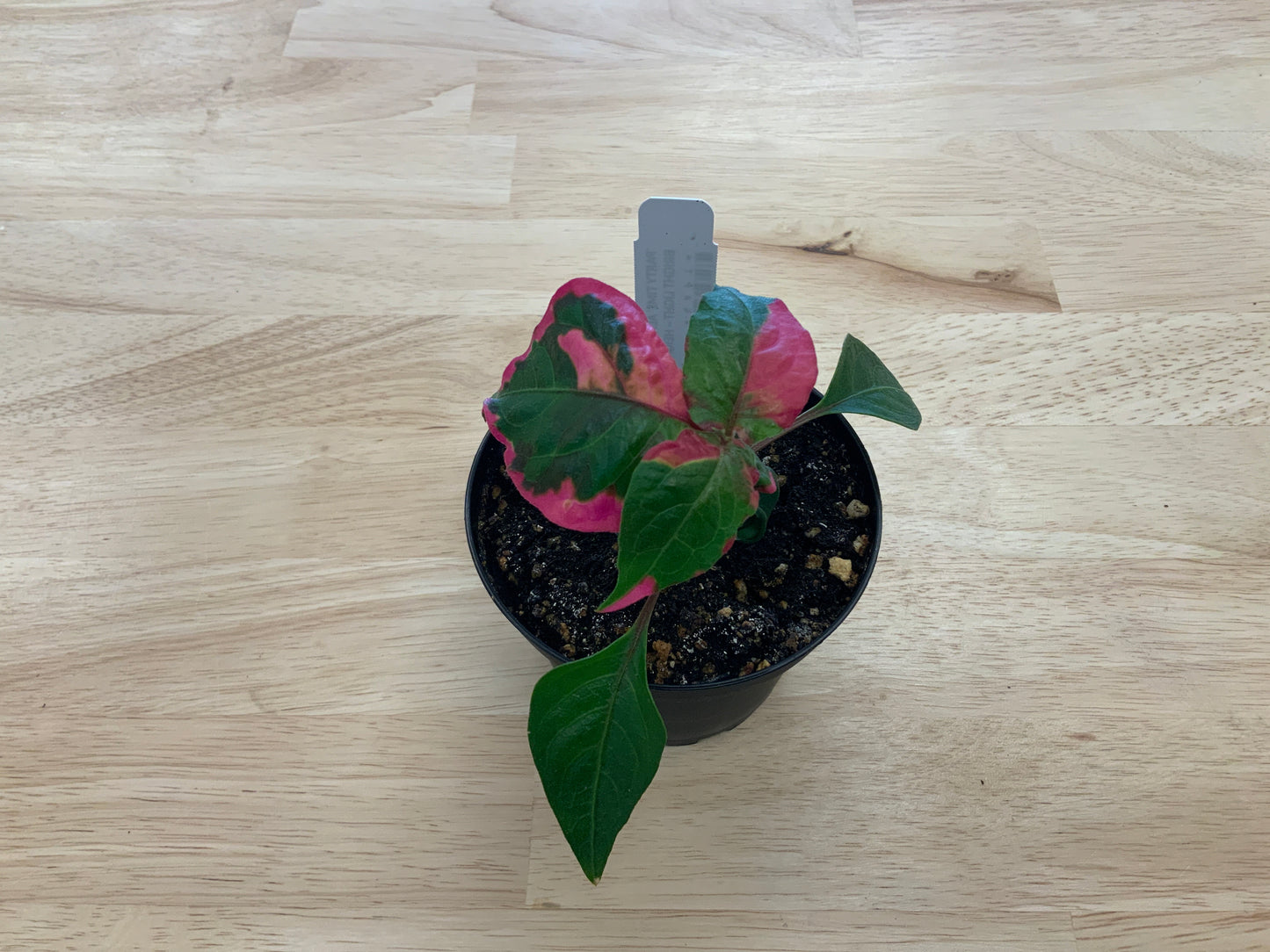Potted House Plants | 4" Pot