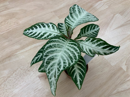 Potted House Plants | 2.5" Pot