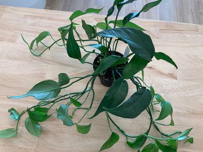Potted House Plants | 4" Pot