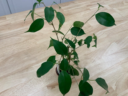 Potted House Plants | 2.5" Pot