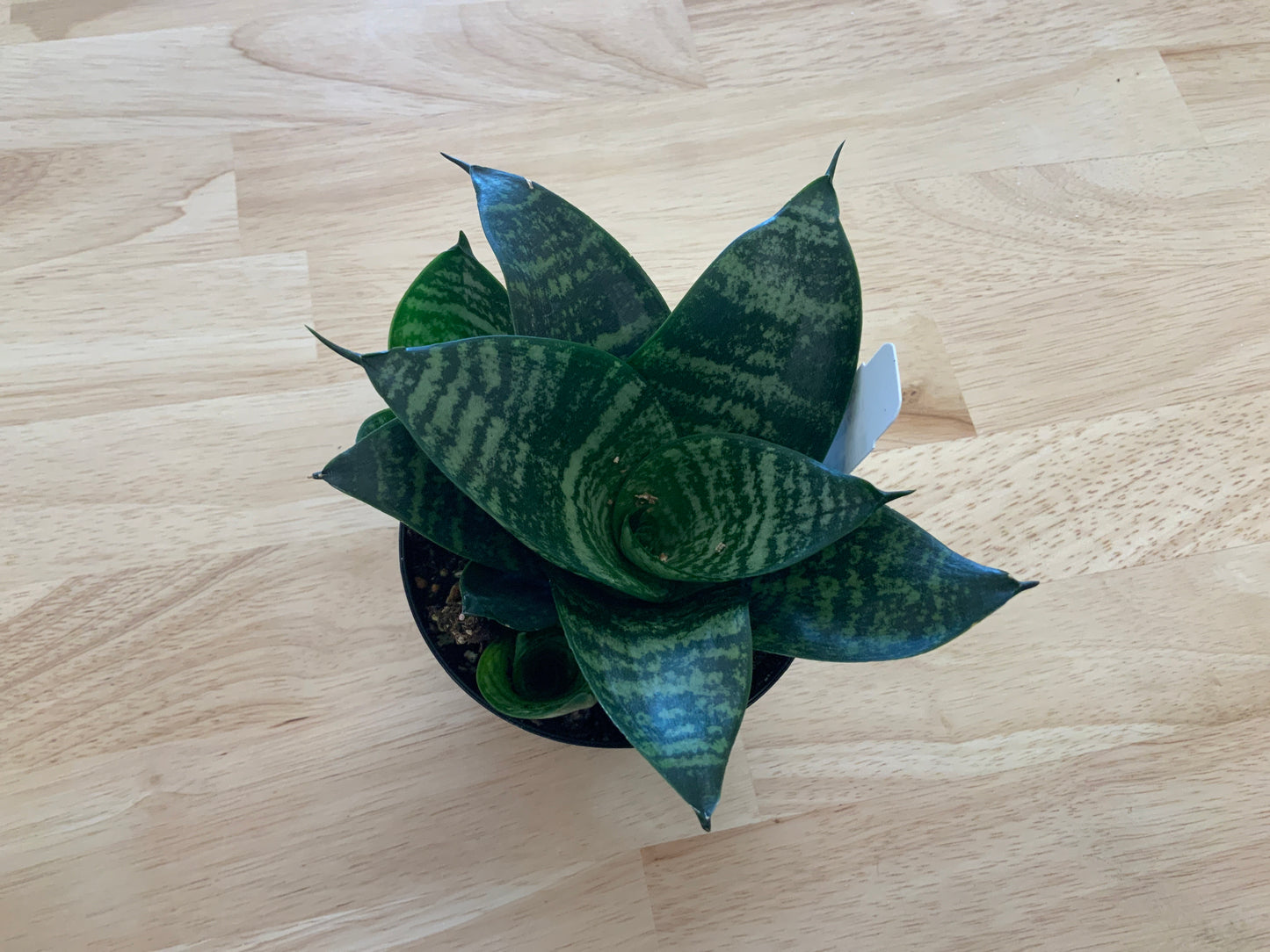 Potted House Plants | 4" Pot