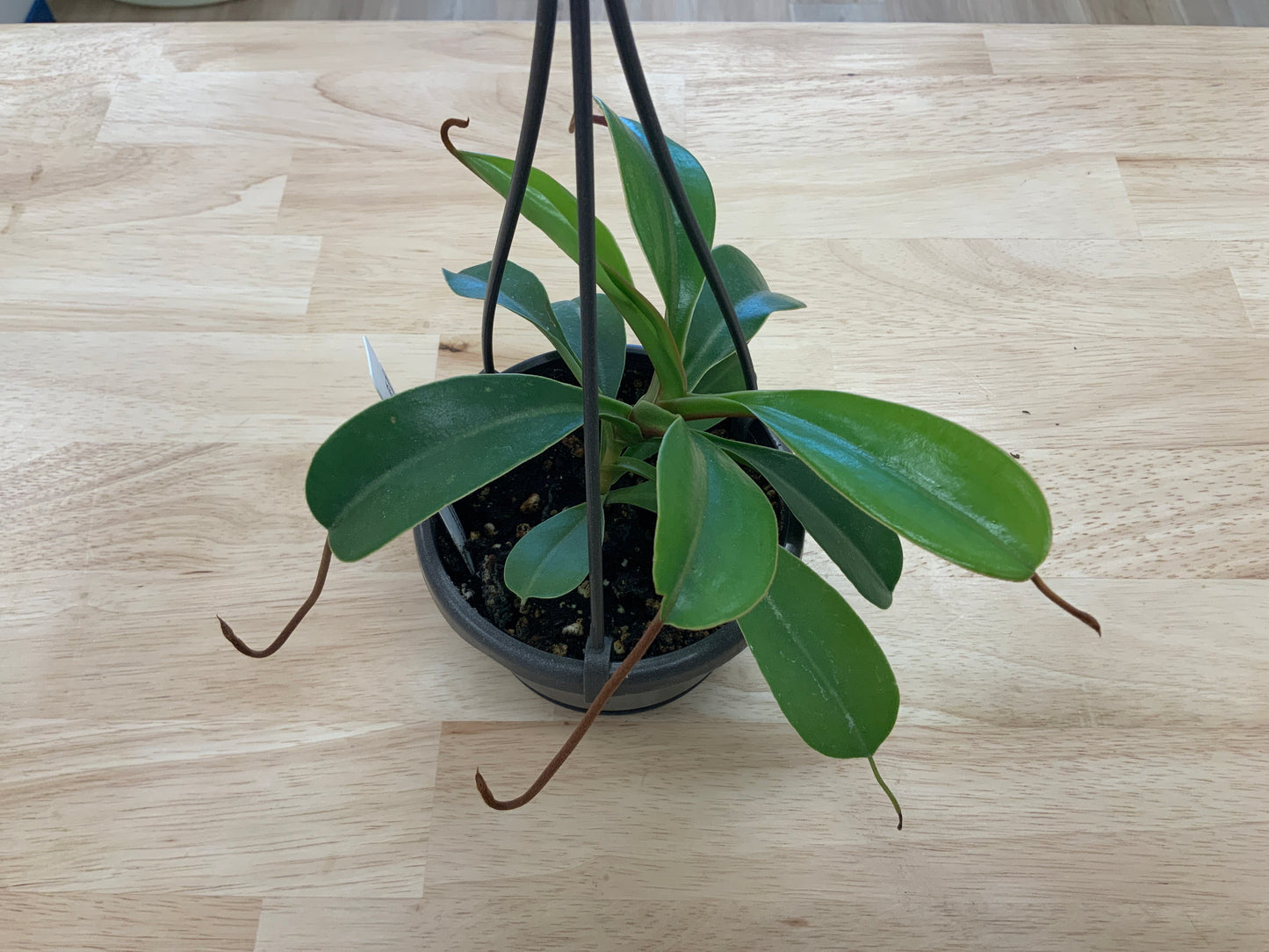 Hanging House Plants