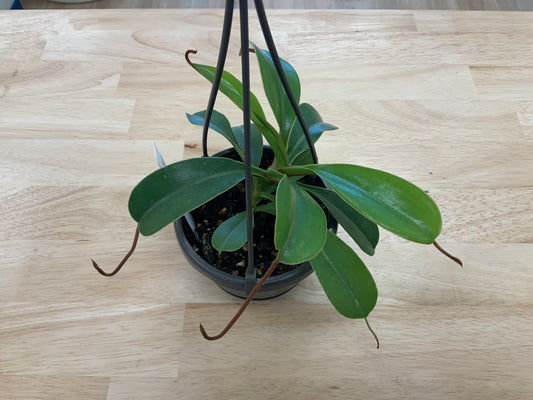 Hanging House Plants