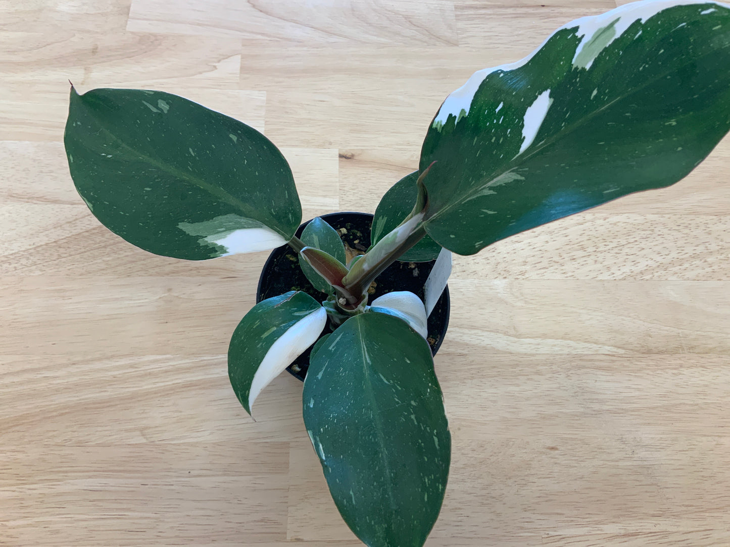 Potted House Plants | 4" Pot