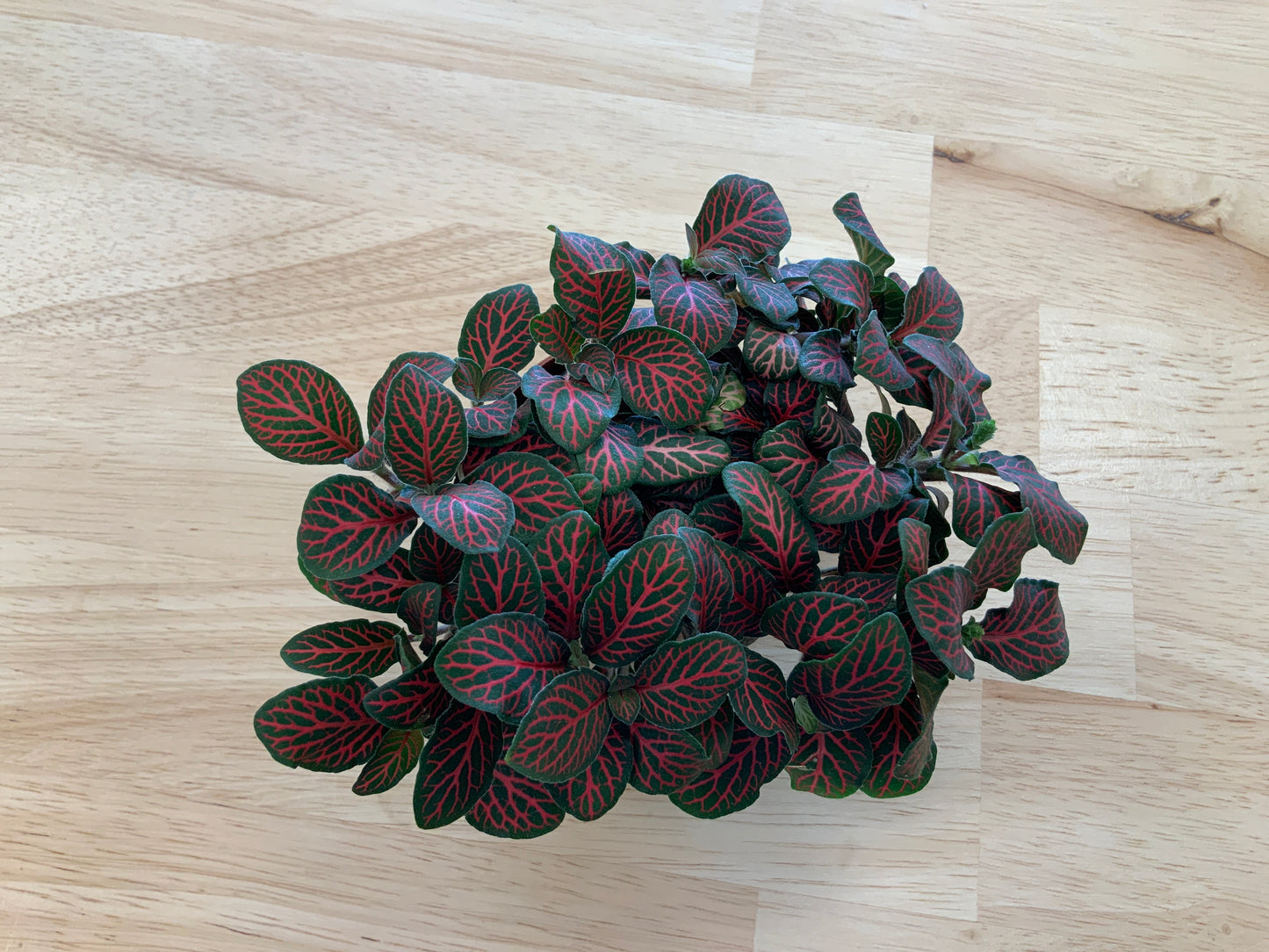 Potted House Plants | 2.5" Pot