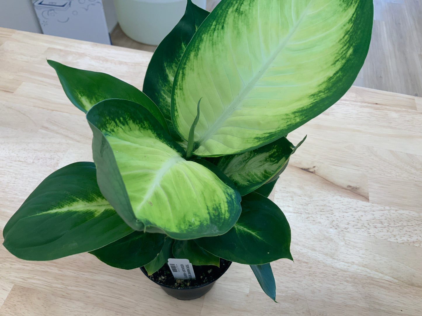 Potted House Plants | 4" Pot