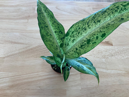 Potted House Plants | 2.5" Pot