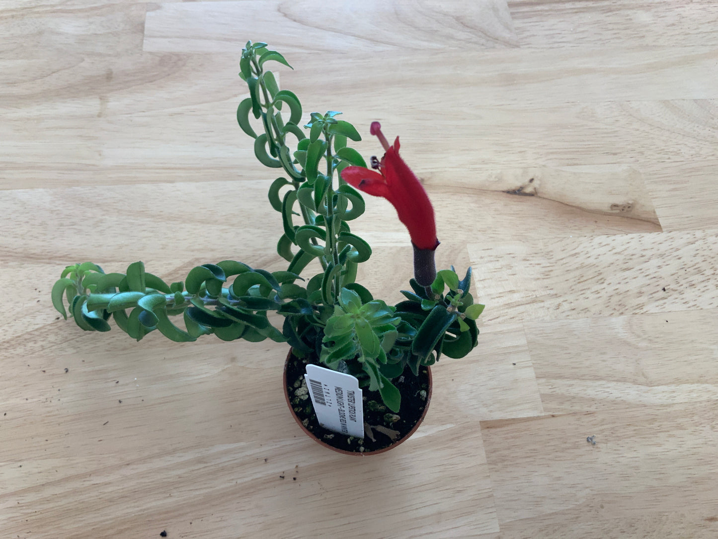 Potted House Plants | 2.5" Pot
