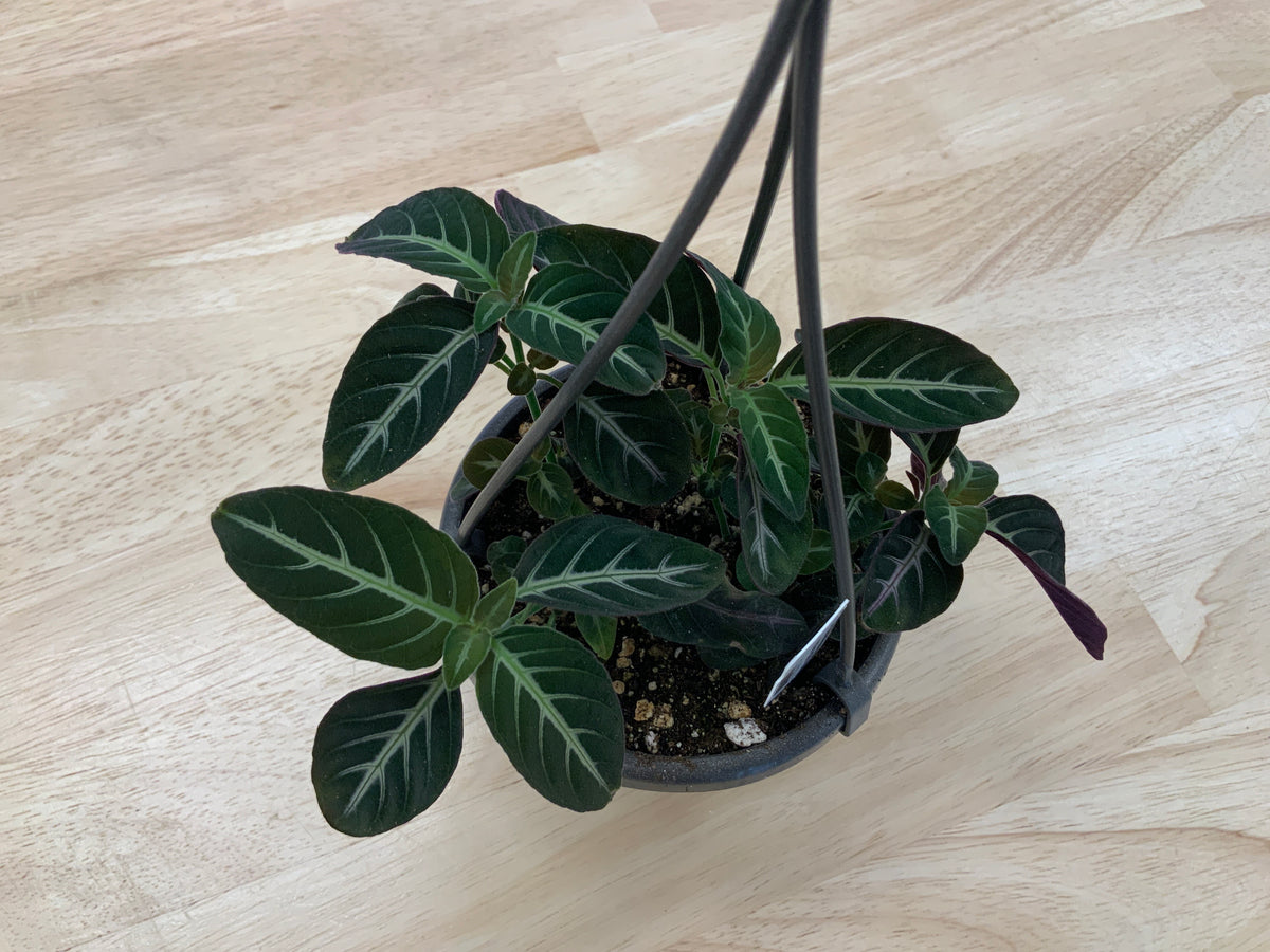 Hanging House Plants