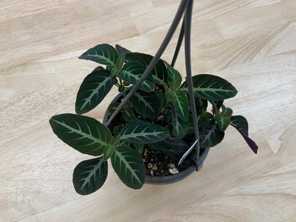 Hanging House Plants