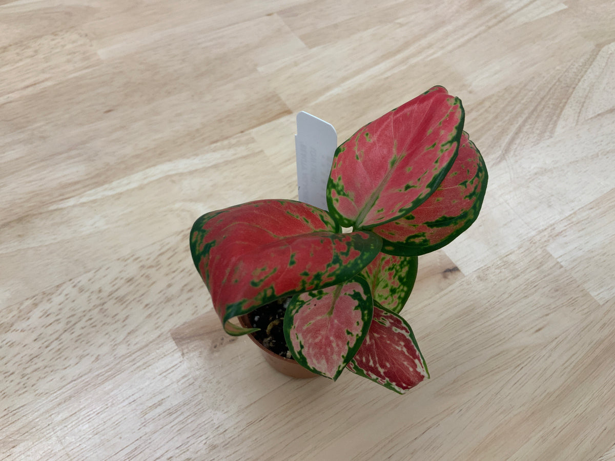 Potted House Plants | 2.5" Pot