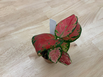 Potted House Plants | 2.5" Pot