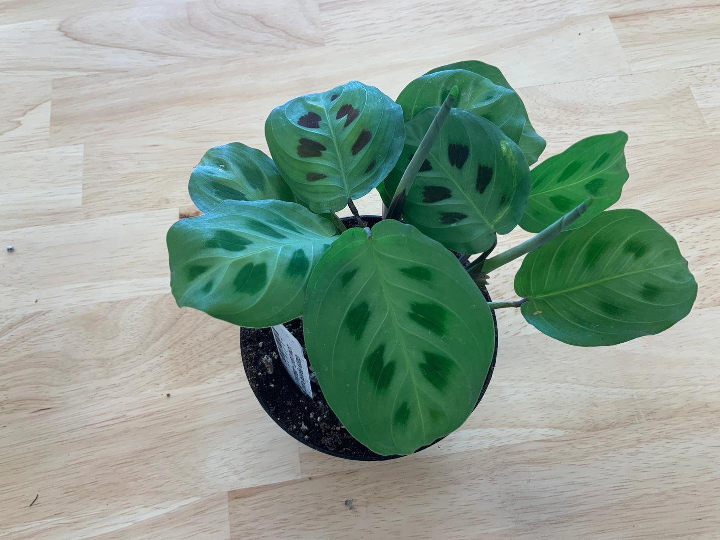 Potted House Plants | 4" Pot