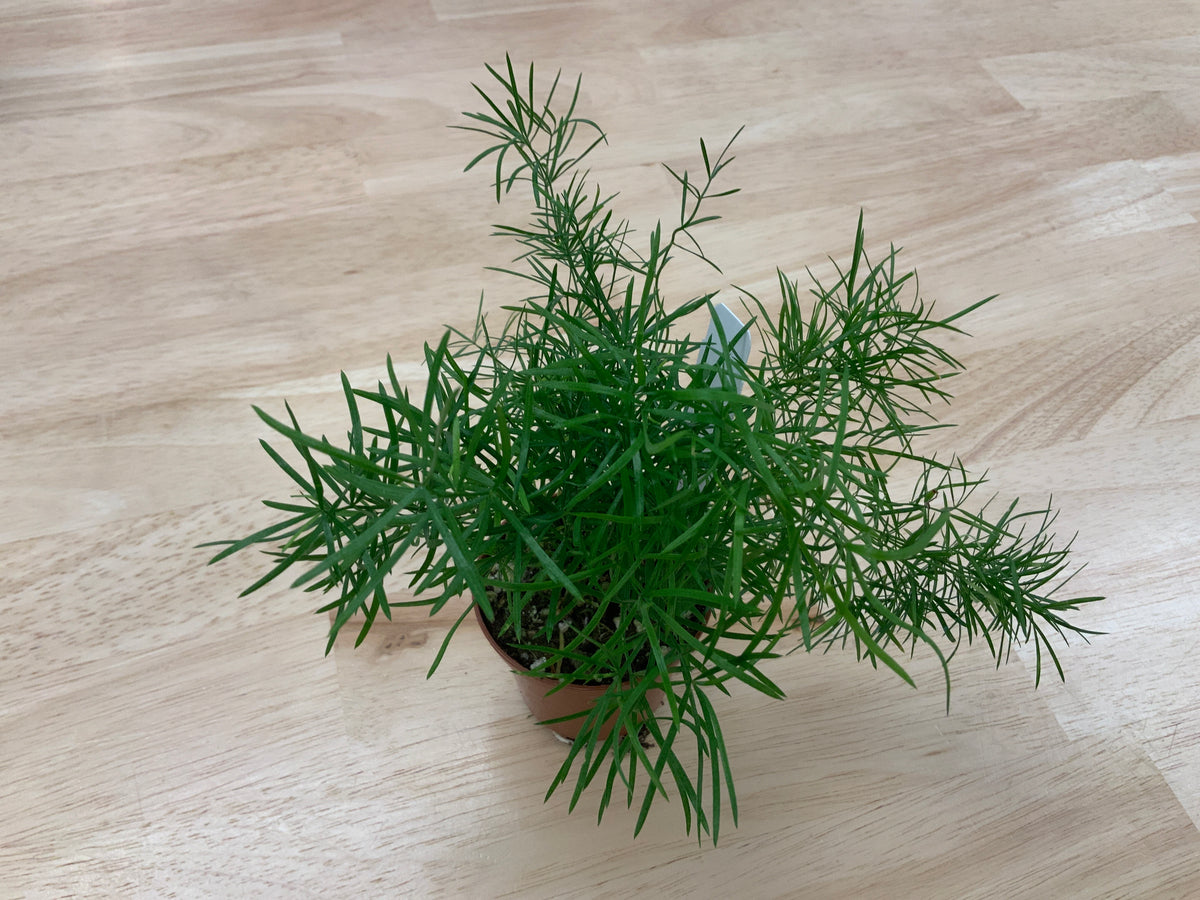 Potted House Plants | 2.5" Pot