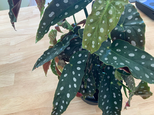 Potted House Plants | 6" Pot