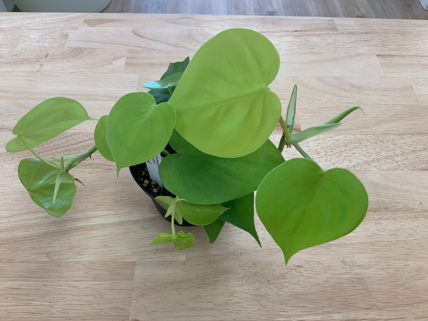Potted House Plants | 4" Pot