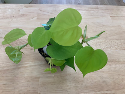 Potted House Plants | 4" Pot