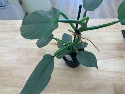 Potted House Plants | 4" Pot