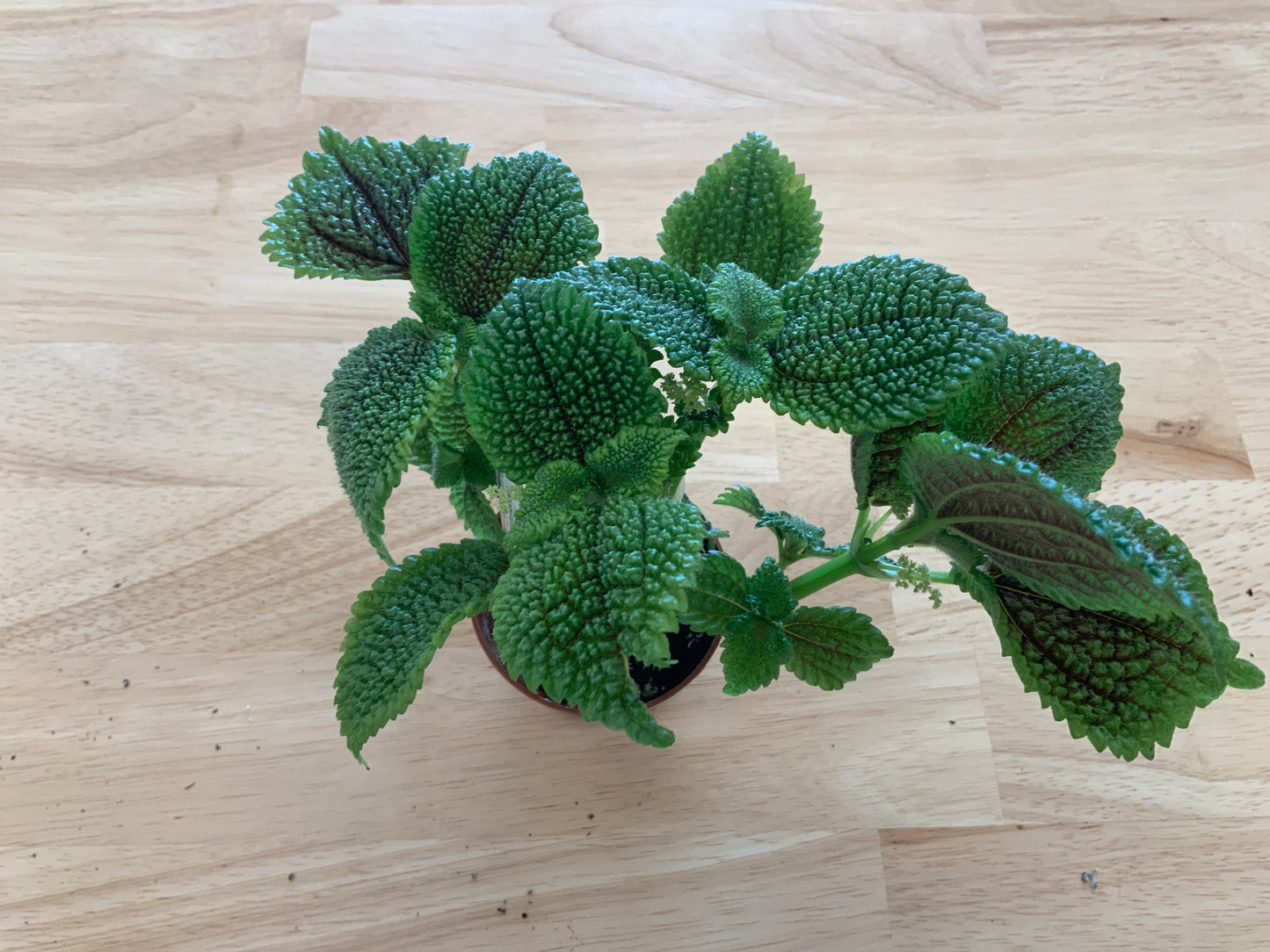 Potted House Plants | 2.5" Pot