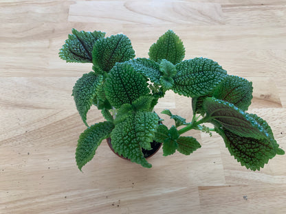 Potted House Plants | 2.5" Pot