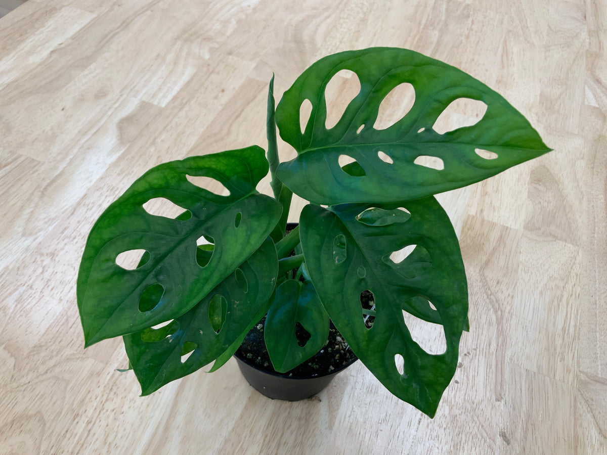 Potted House Plants | 4" Pot