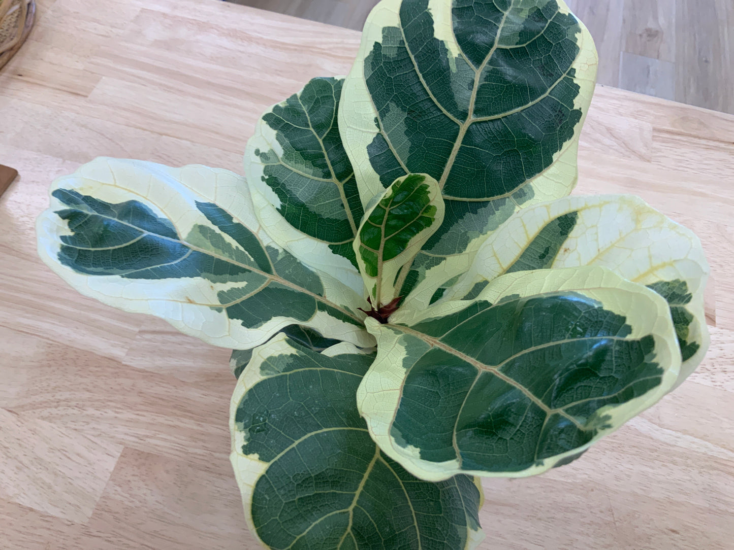 Potted House Plants | 4" Pot