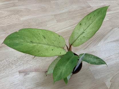 Potted House Plants | 2.5" Pot