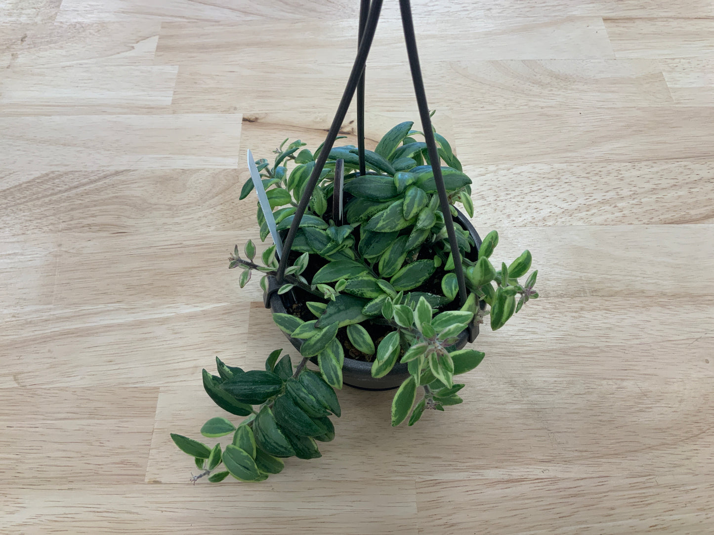 Hanging House Plants