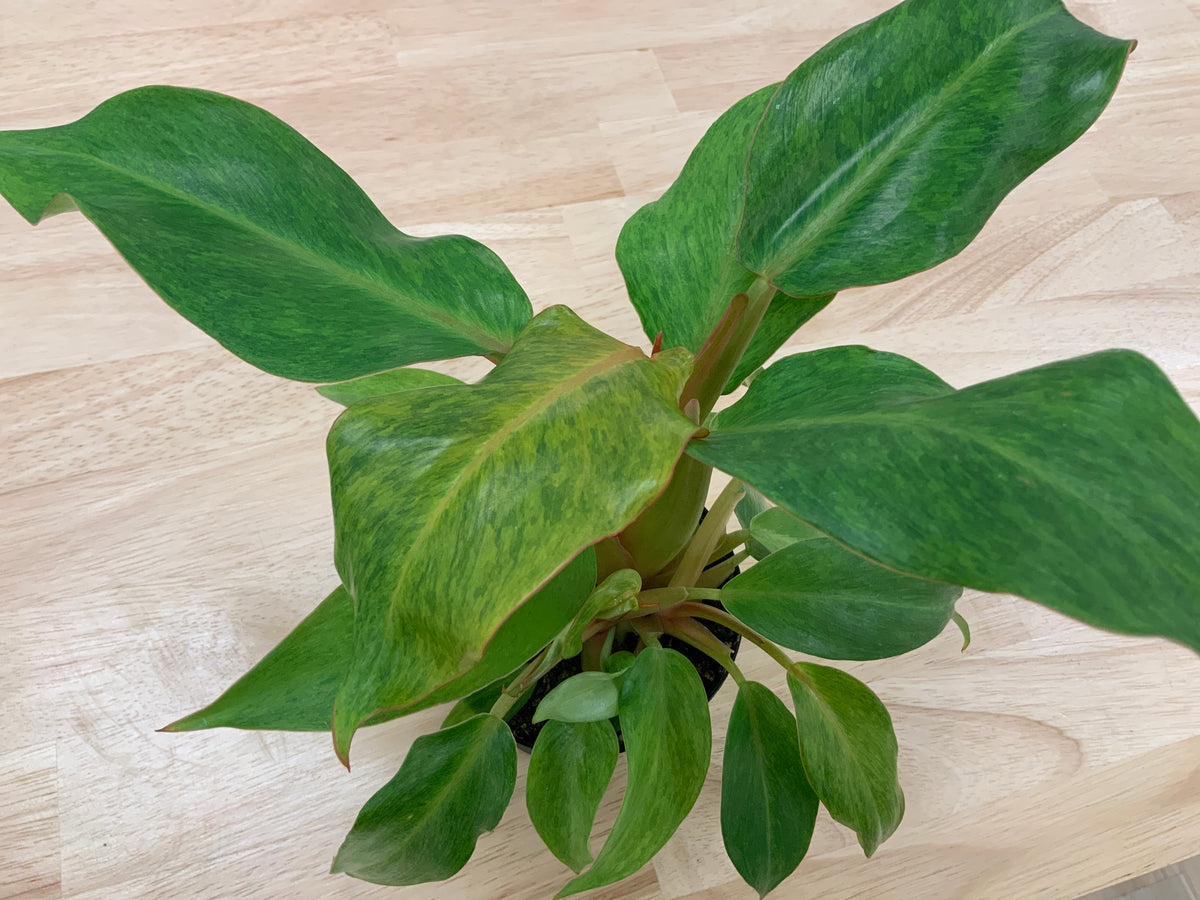 Potted House Plants | 4" Pot