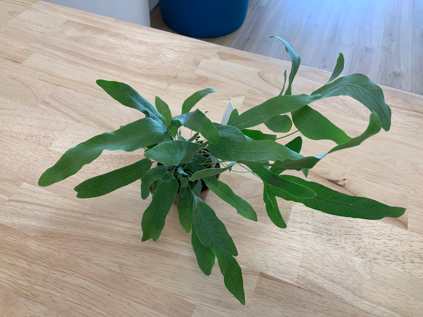 Potted House Plants | 2.5" Pot
