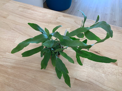 Potted House Plants | 2.5" Pot