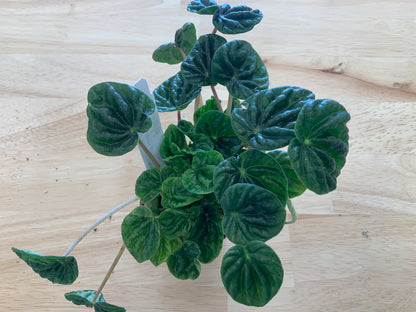 Potted House Plants | 2.5" Pot