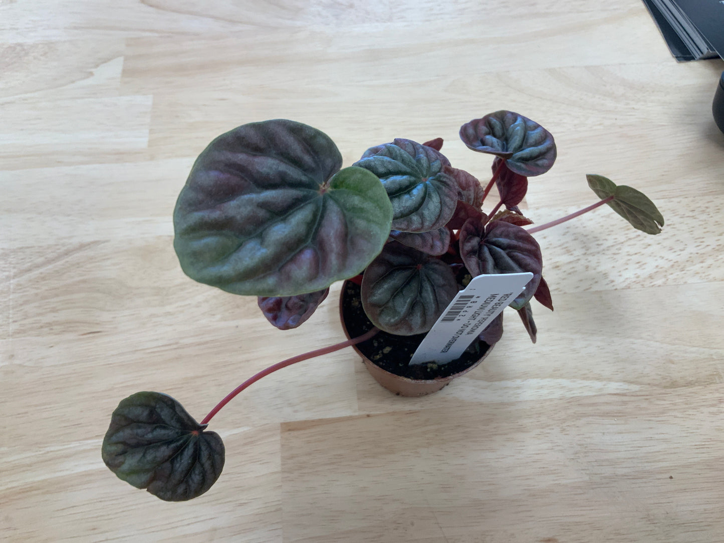 Potted House Plants | 2.5" Pot