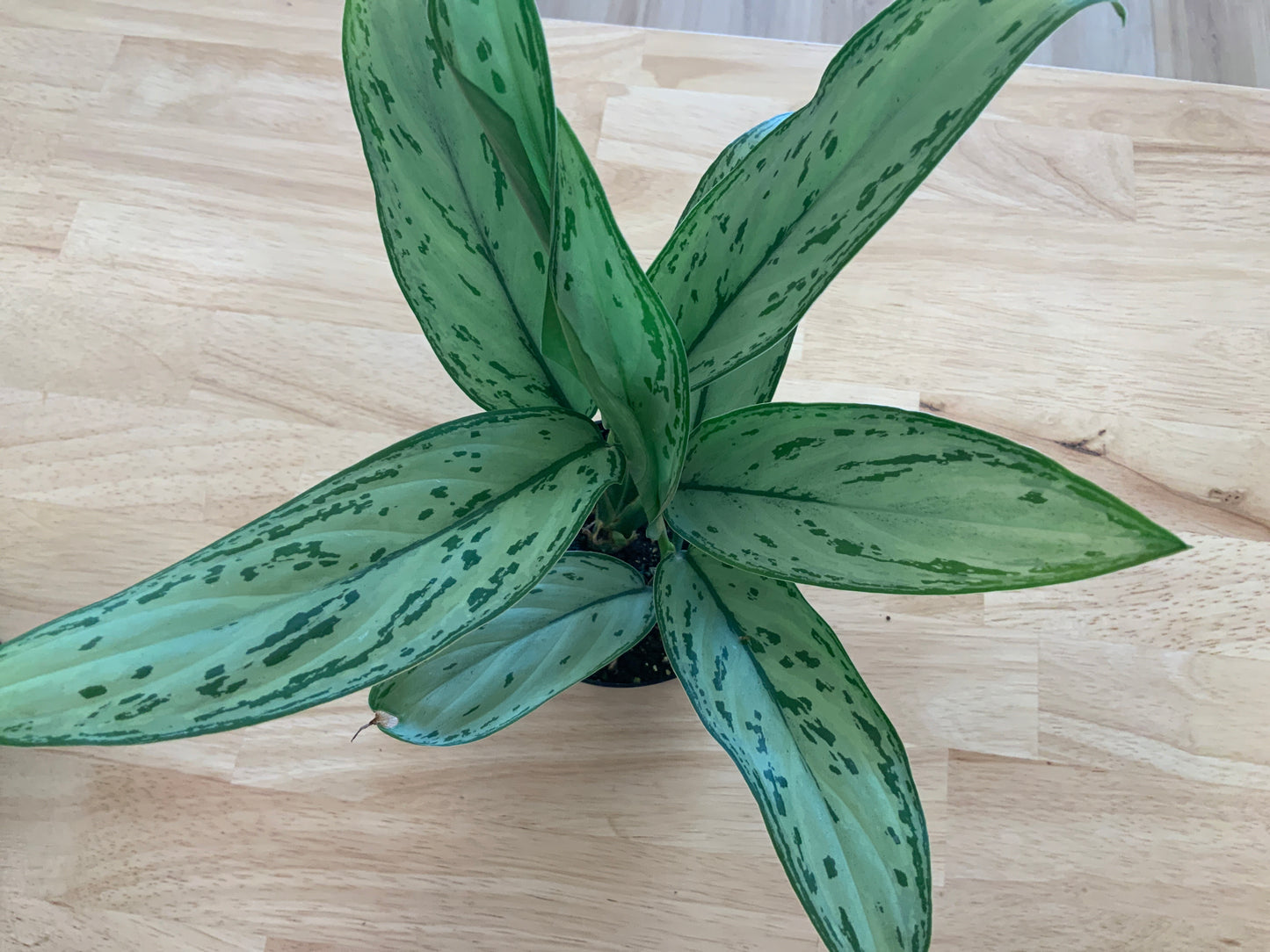 Potted House Plants | 4" Pot