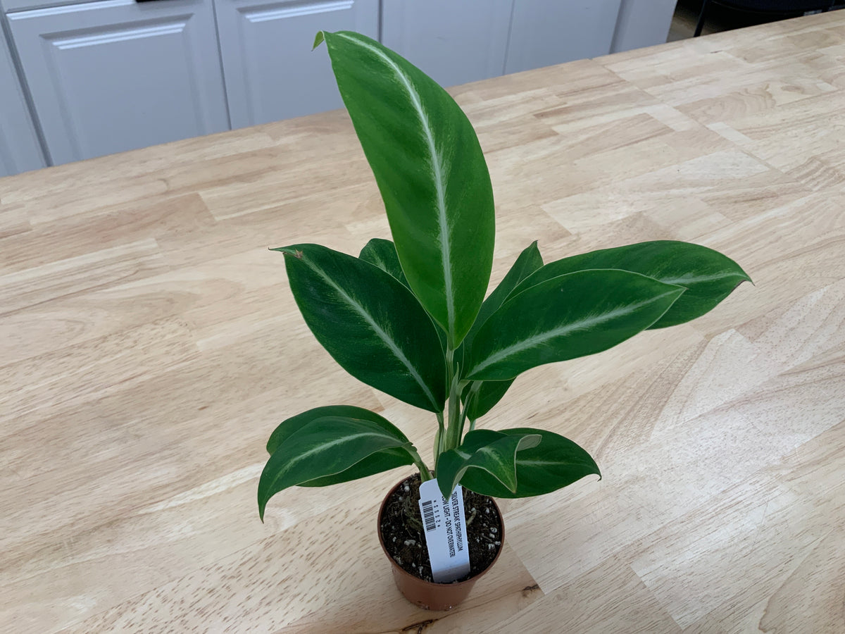 Potted House Plants | 2.5" Pot