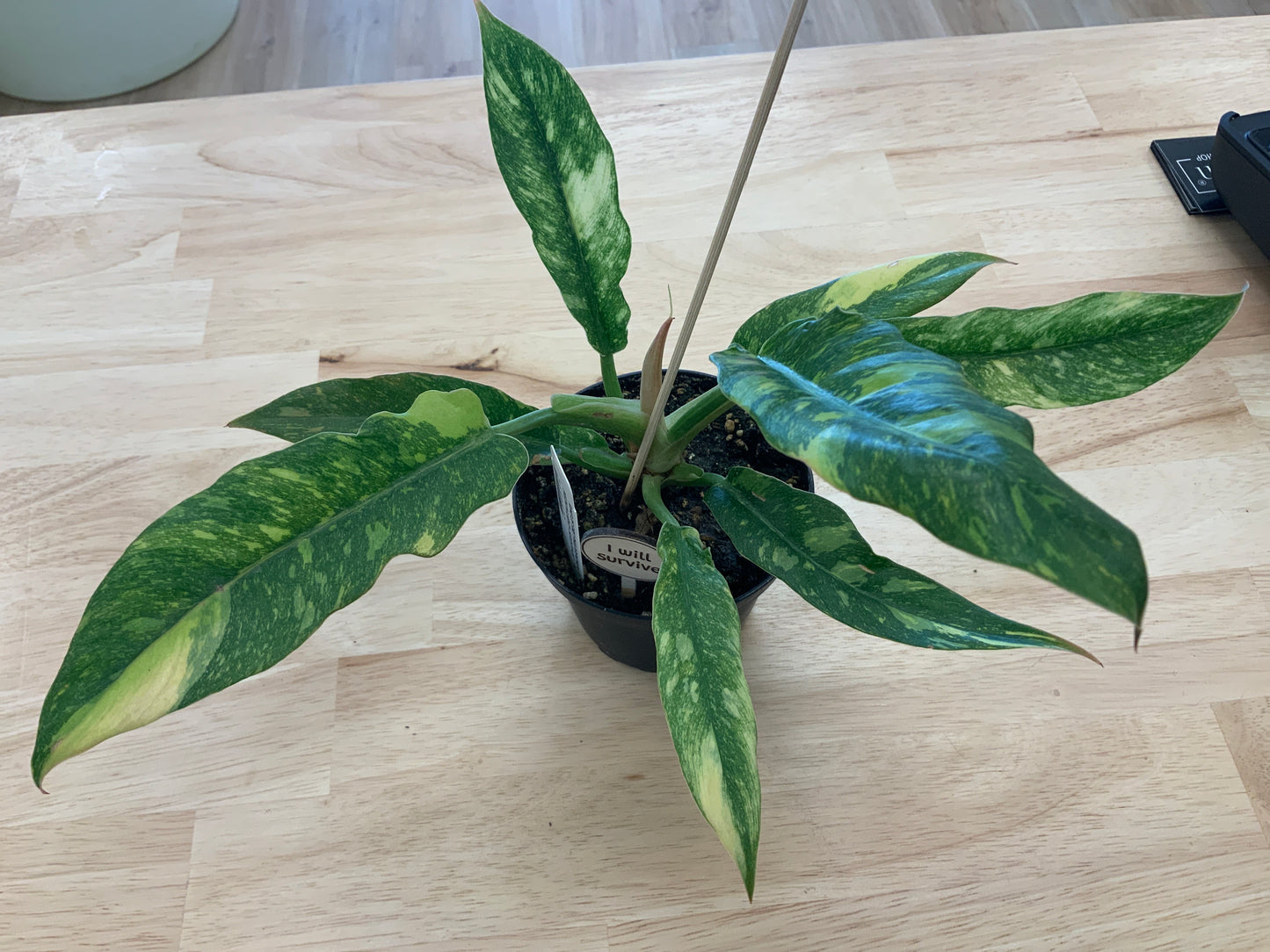 Potted House Plants | 4" Pot