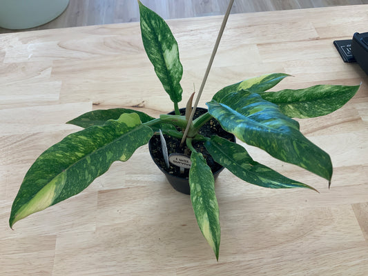 Potted House Plants | 4" Pot