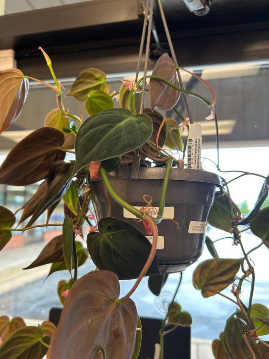 Hanging House Plants