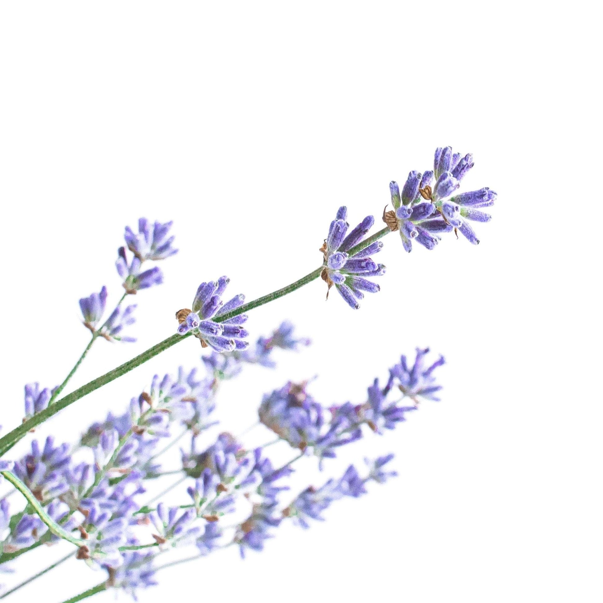Room Spray | Lavender | Refill | 16oz Pouch - Home & Cleaning